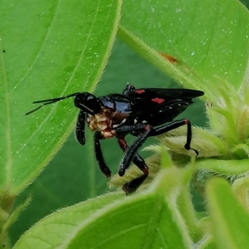 Apiomerus erythromelas