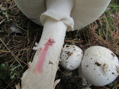 Amanita mutabilis