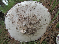 Amanita mutabilis