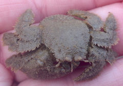 Hapalogaster cavicauda