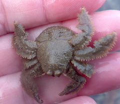 Hapalogaster cavicauda