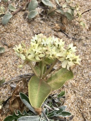 Asclepias × aequicornu