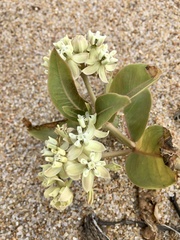 Asclepias × aequicornu