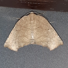 Eutomopepla