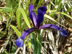 Iris sintenisii