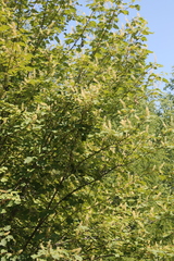 Acer ukurunduense