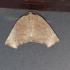 Eutomopepla