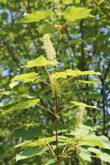 Acer ukurunduense