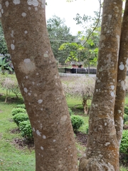 Millettia