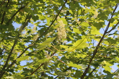Acer ukurunduense