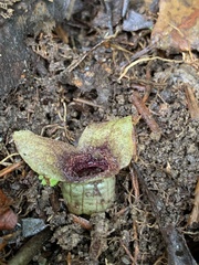 Asarum albomaculatum