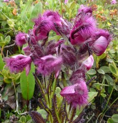 Pedicularis trichoglossa