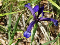 Iris sintenisii