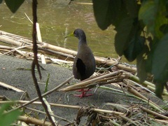 Pardirallus nigricans