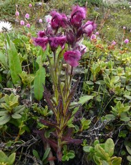 Pedicularis trichoglossa