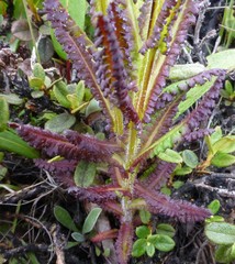 Pedicularis trichoglossa