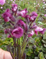 Pedicularis trichoglossa