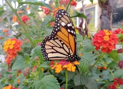 Danaus plexippus