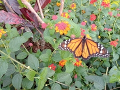 Danaus plexippus