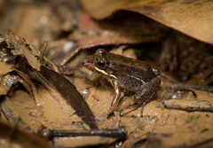 Leptodactylus latrans