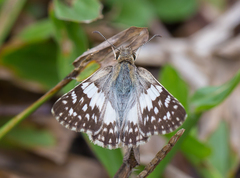 Heliopetes domicella