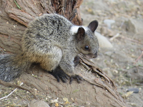 White-naped Squirrel, Sullana, Perú, photo 8 of 10
