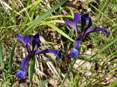 Iris sintenisii
