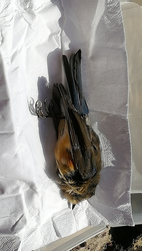 Tarsiger cyanurus