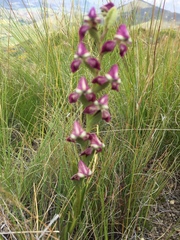 Disperis stenoplectron
