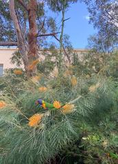 Trichoglossus moluccanus