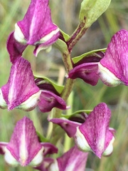 Disperis stenoplectron