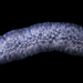 Pyrosoma atlanticum - Photo (c) Jackson W.F. Chu, some rights reserved (CC BY-NC-SA)