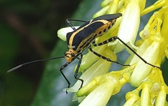 Hypselonotus linea