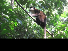 Cercopithecus ascanius schmidti