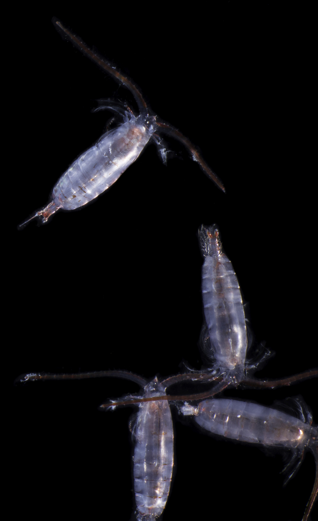 Neocalanus