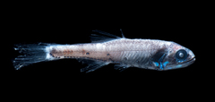 Northern Lampfish photo 1