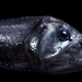 Pacific Viperfish - Photo (c) Jackson W.F. Chu, some rights reserved (CC BY-NC-SA)