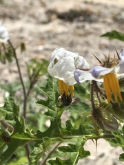 Lipotriches australica