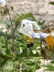 Lipotriches australica