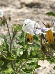 Lipotriches australica