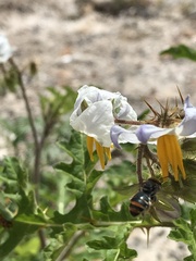 Lipotriches australica