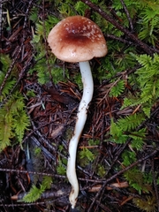 Rhodocollybia oregonensis