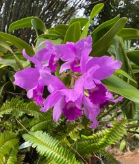 Guarianthe
