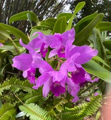 Guarianthe