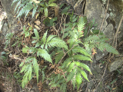 Pteris carsei