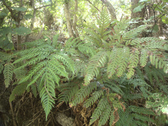 Pteris carsei