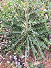 Erysimum capitatum capitatum