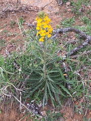 Erysimum capitatum capitatum