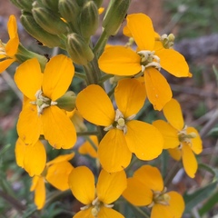 Erysimum capitatum capitatum