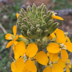 Erysimum capitatum capitatum